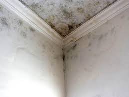 Reliable Southgate, KY Mold Removal & Remediation Solutions