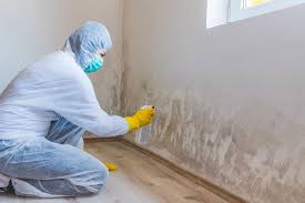 Best Basement Mold Removal  in Southgate, KY